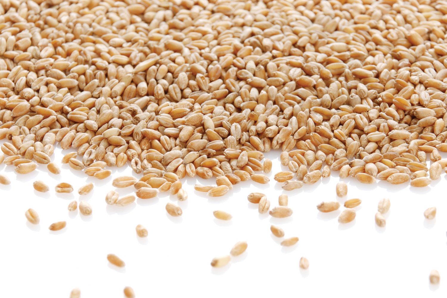 BakerSeedCo Baker Seed Co