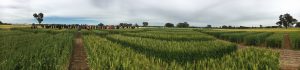 Baker Seed Co 2016 Field Day Wheat, Barley, Oats, Pulse, Canola, Seed Varieties