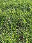 banks barley