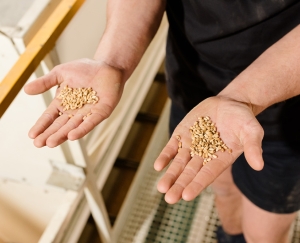 Baker Seed Company Research and Development, R&D, Hands