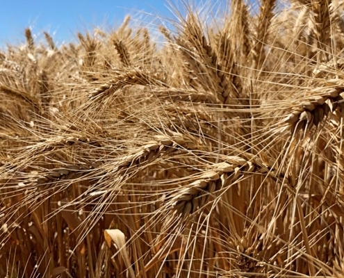Baker Seed Company, Calibre Wheat