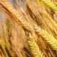 Baker Seed Company, Laperouse Barley