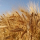 Baker Seed Company, Minotaur Barley