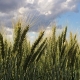 Baker Seed Company, Sunblade Wheat