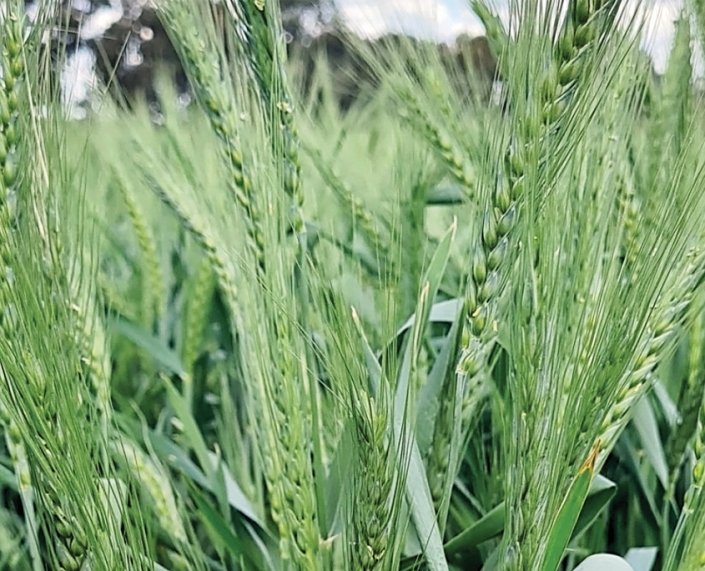 Sundancer Wheat Baker Seed Co