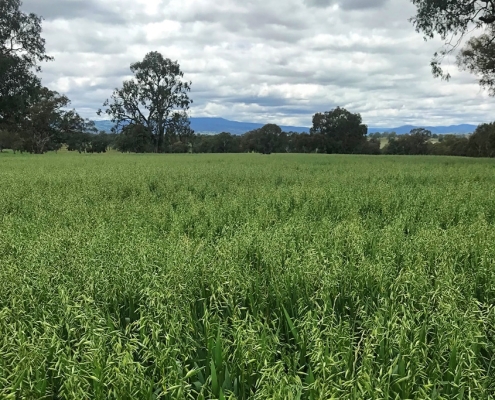 Baker Seed Company, Taipan Grazing and Dual Purpose Oat