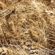 Tomahawk Wheat