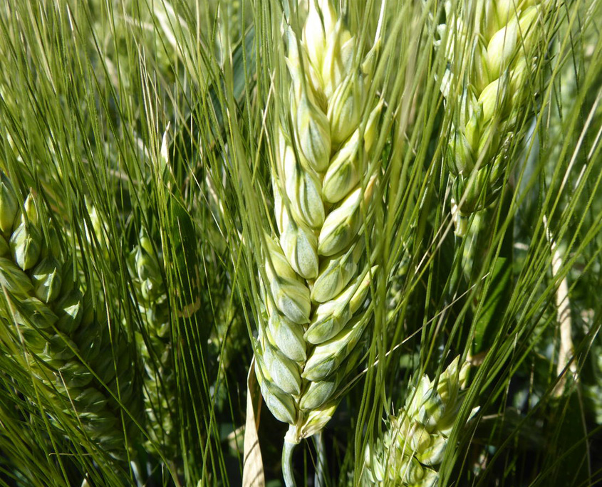 Baker Seed Company, Vittaroi Wheat