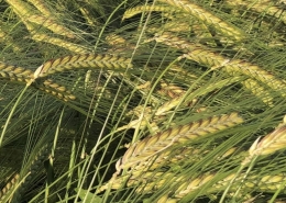 Baker Seed Company, Newton, Winter Barley, Seednet