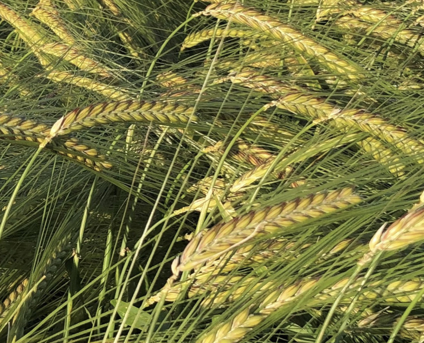 Baker Seed Company, Newton, Winter Barley, Seednet