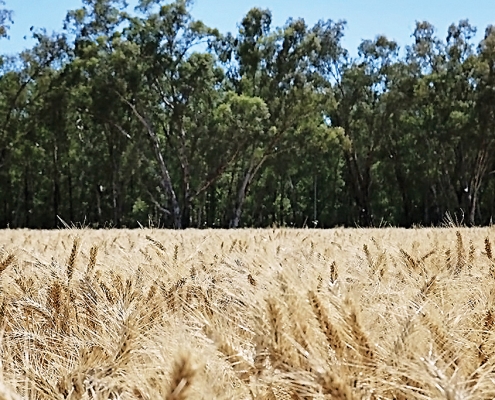 Ironbark Wheat, Baker Seed Company, AGT, New Spring Release 2024