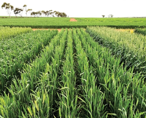 Mowhawk Wheat, Baker Seed Company, Longreach, New Spring Release 2024, Winter Wheat