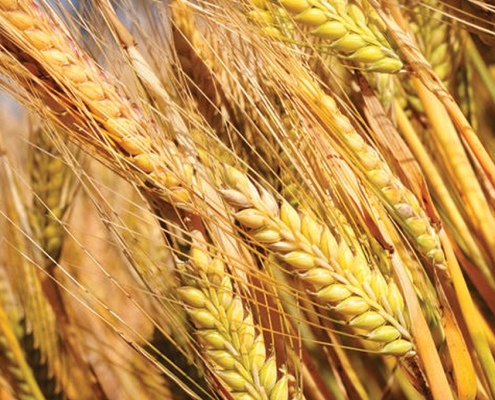 Spinnaker Barley, Baker Seed Company, Seednet, New Spring Release 2024, Barley