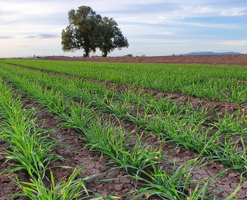 Baker Seed Co., Severn Wheat