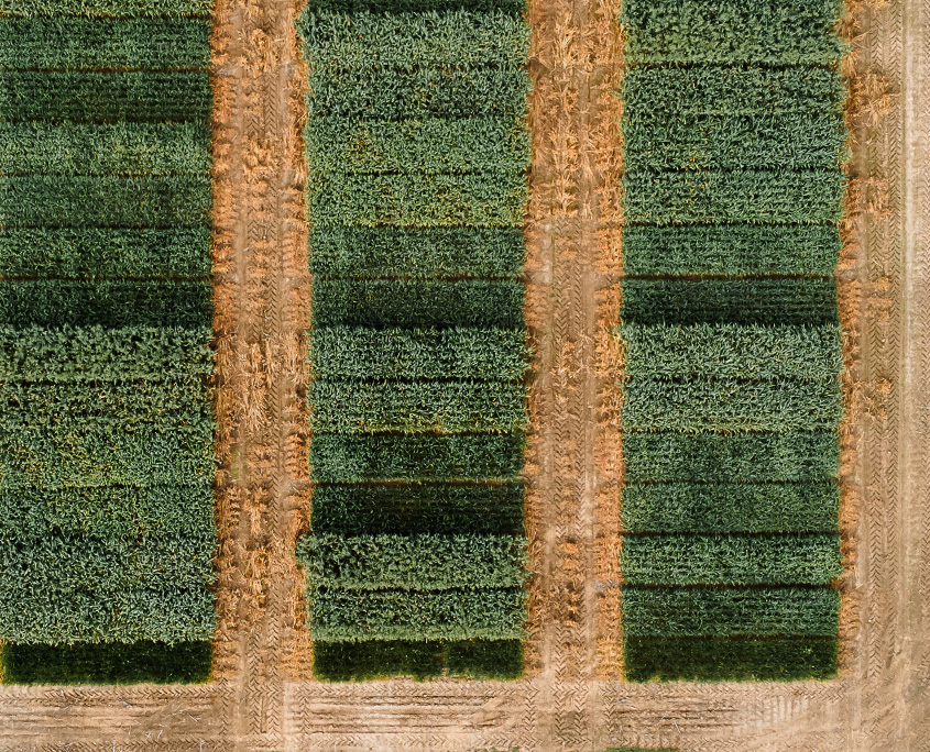 Baker Seed Company Research and Development, R&D, Crops, Aerial, Drone