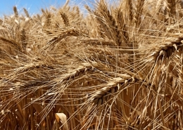 Baker Seed Company, Calibre Wheat