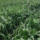 Baker Seed Company, Comet Grazing and Dual Purpose Oat
