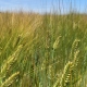 Baker Seed Company, Commodus Barley