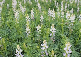 Baker Seed Company, Coyote Lupins