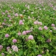 Baker Seed Company, Reaper Red Clover