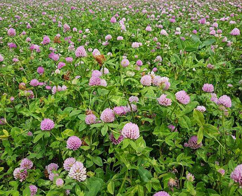 Baker Seed Company, Reaper Red Clover