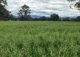 Baker Seed Company, Taipan Grazing and Dual Purpose Oat