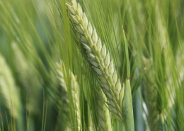 Baker Seed Company, Titan AX Barley