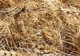 Tomahawk Wheat