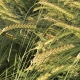 Baker Seed Company, Newton, Winter Barley, Seednet