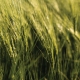 Atlantis Barley, Baker Seed Company, RAGT, New Spring Release 2024, Barley