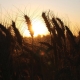 Avoca Wheat, Baker Seed Company, AGT, New Spring Release 2024, Spring Wheat