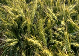 Boa Wheat, Baker Seed Company, Longreach, New Release 2024, Exclusive to Baker Seed Co., Griffith