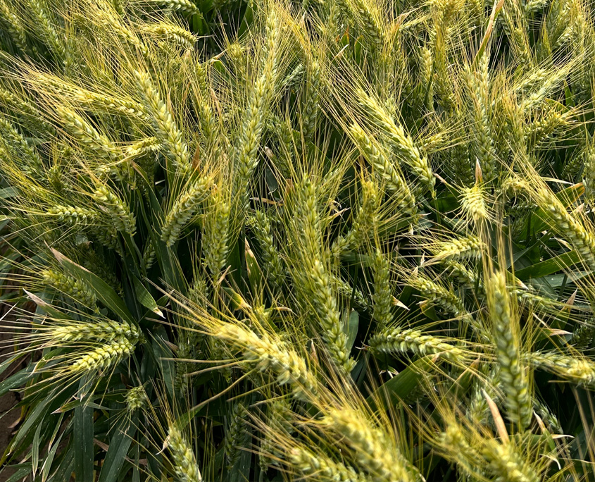 Boa Wheat, Baker Seed Company, Longreach, New Release 2024, Exclusive to Baker Seed Co., Griffith