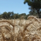 Brighton Wheat, Baker Seed Company, AGT New Spring Release 2024, Winter Wheat