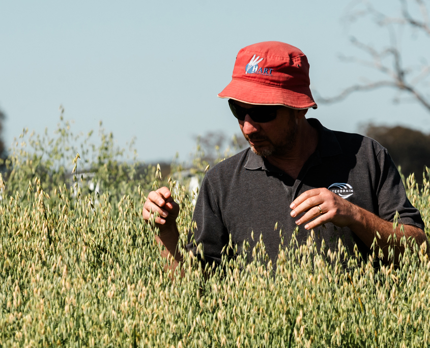 Goldie Oats, Baker Seed Company, Intergrain, New Spring Release 2024, Grain