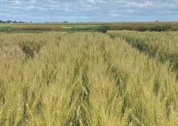 Healy Wheat, Baker Seed Company, RAGT, New Spring Release 2024, Spring Wheat