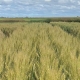 Healy Wheat, Baker Seed Company, RAGT, New Spring Release 2024, Spring Wheat