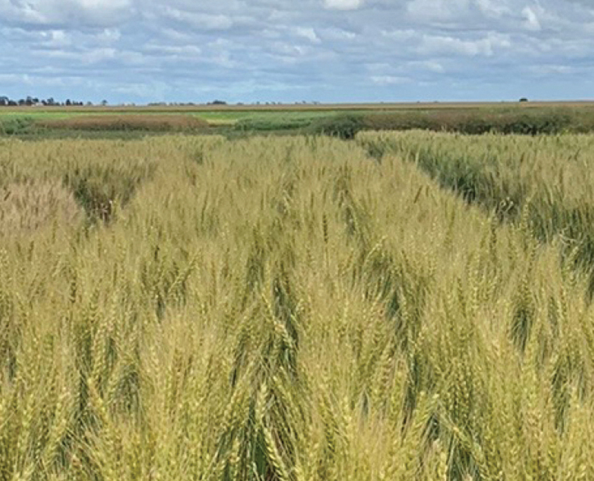 Healy Wheat, Baker Seed Company, RAGT, New Spring Release 2024, Spring Wheat