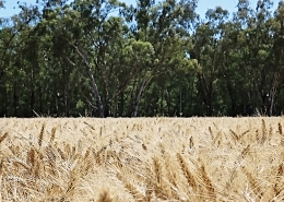 Ironbark Wheat, Baker Seed Company, AGT, New Spring Release 2024