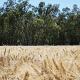 Ironbark Wheat, Baker Seed Company, AGT, New Spring Release 2024