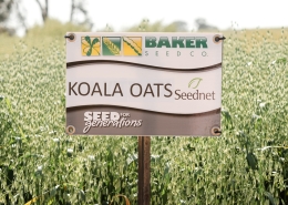 Koala Oats, Baker Seed Company, Seednet, New Spring Release 2024, Grain