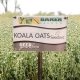 Koala Oats, Baker Seed Company, Seednet, New Spring Release 2024, Grain