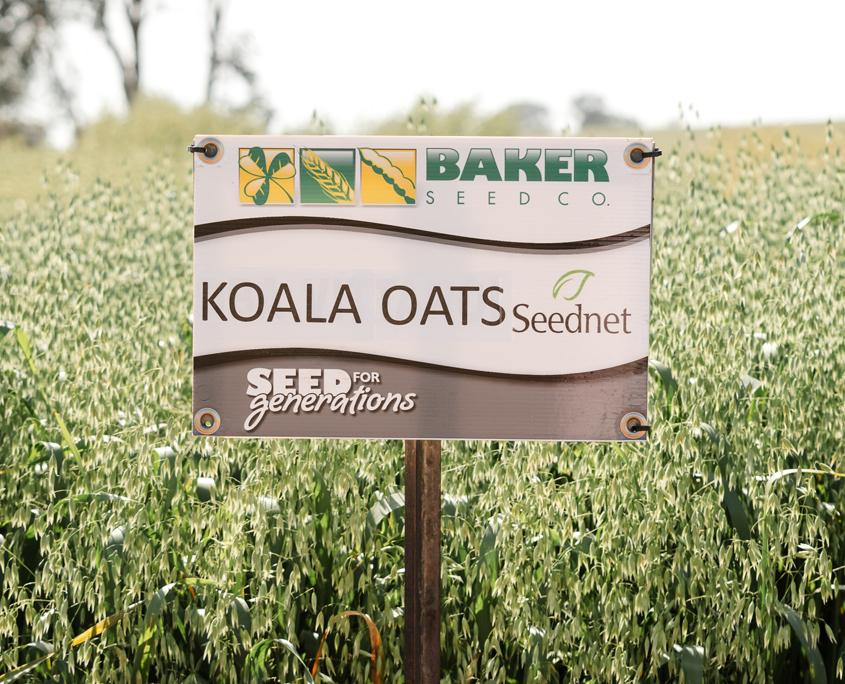 Koala Oats, Baker Seed Company, Seednet, New Spring Release 2024, Grain