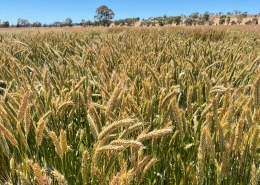 Baker Seed Company, Kokoda, Triticale, Waratah Seed Co