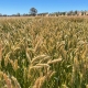 Baker Seed Company, Kokoda, Triticale, Waratah Seed Co