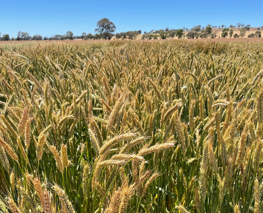 Baker Seed Company, Kokoda, Triticale, Waratah Seed Co