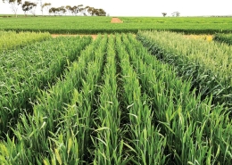 Mowhawk Wheat, Baker Seed Company, Longreach, New Spring Release 2024, Winter Wheat