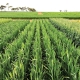 Mowhawk Wheat, Baker Seed Company, Longreach, New Spring Release 2024, Winter Wheat