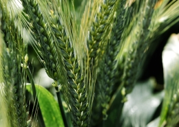 Optimus Wheat, Baker Seed Company, Longreach, Pacific Seeds, New Spring Release 2024, Spring Wheat