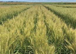 Ponsford Wheat, Baker Seed Company, RAGT, New Spring Release 2024, Spring Wheat